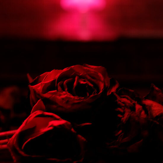 The Paper Kites – Roses
